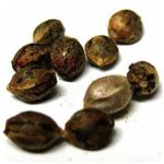 Семена марихуаны АК-47  (Seeds AK-47) в Берёзовском